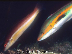 MALE AND FEMALE OF MEDITERRANEAN WRASSE Coris julius.
Ni... by Alberto Romeo 